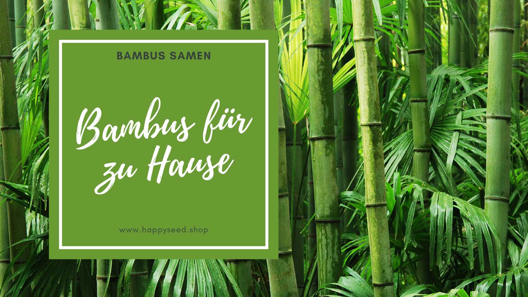 Bambus Samen fr zu Hause!  HappySeed