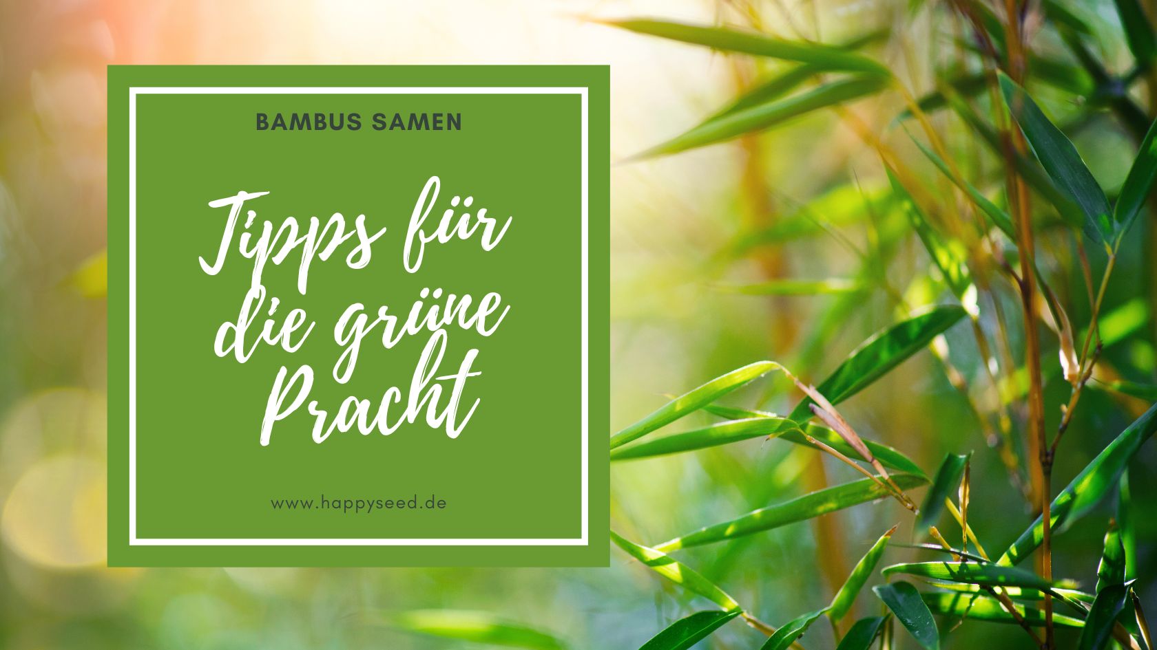 Bambus Samen - Tipps fr erfolgreiches Pflanzen  HappySeed