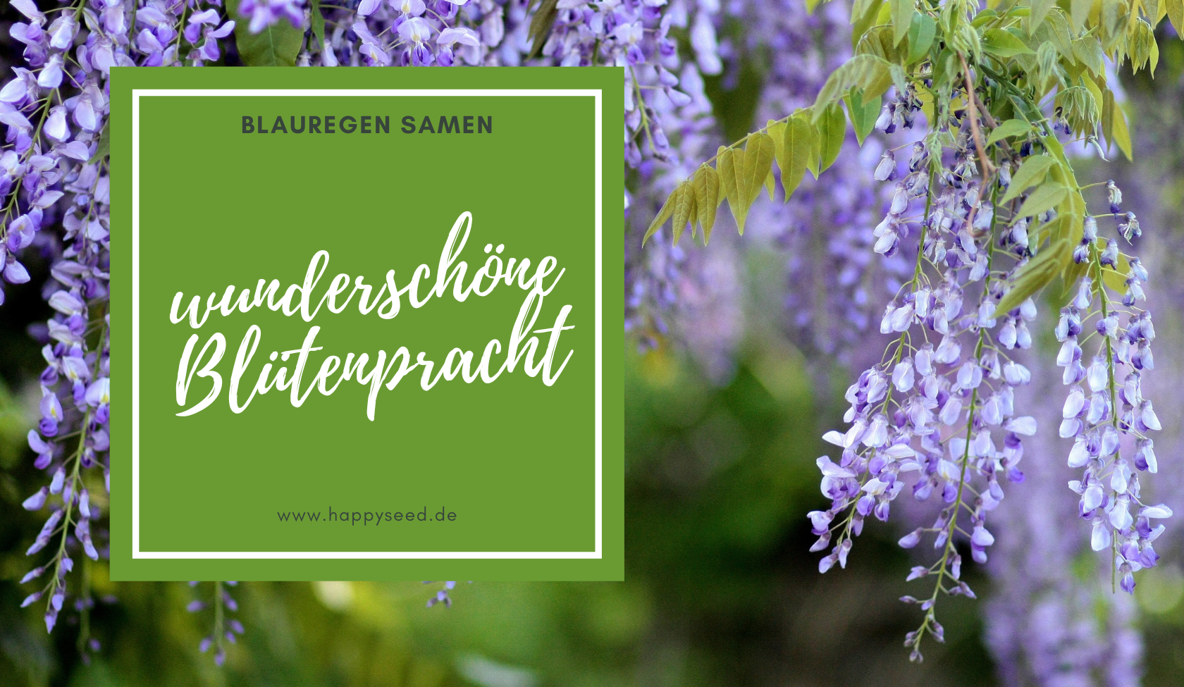Blauregen Samen - Tipps und Tricks fr deinen Anbau  HappySeed
