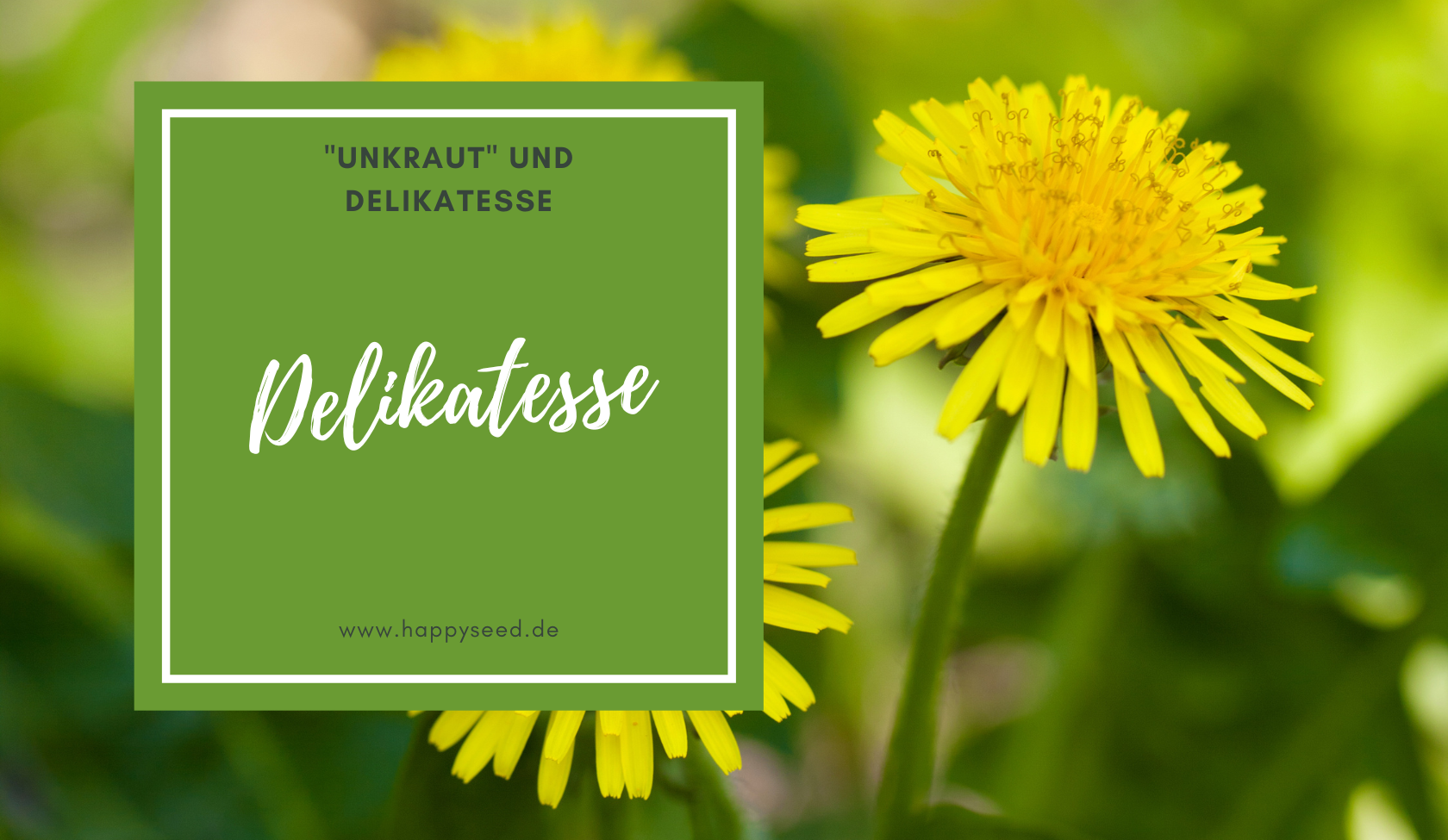 Lwenzahn anbauen - Aus "Unkraut" eine Delikatesse machen  HappySeed