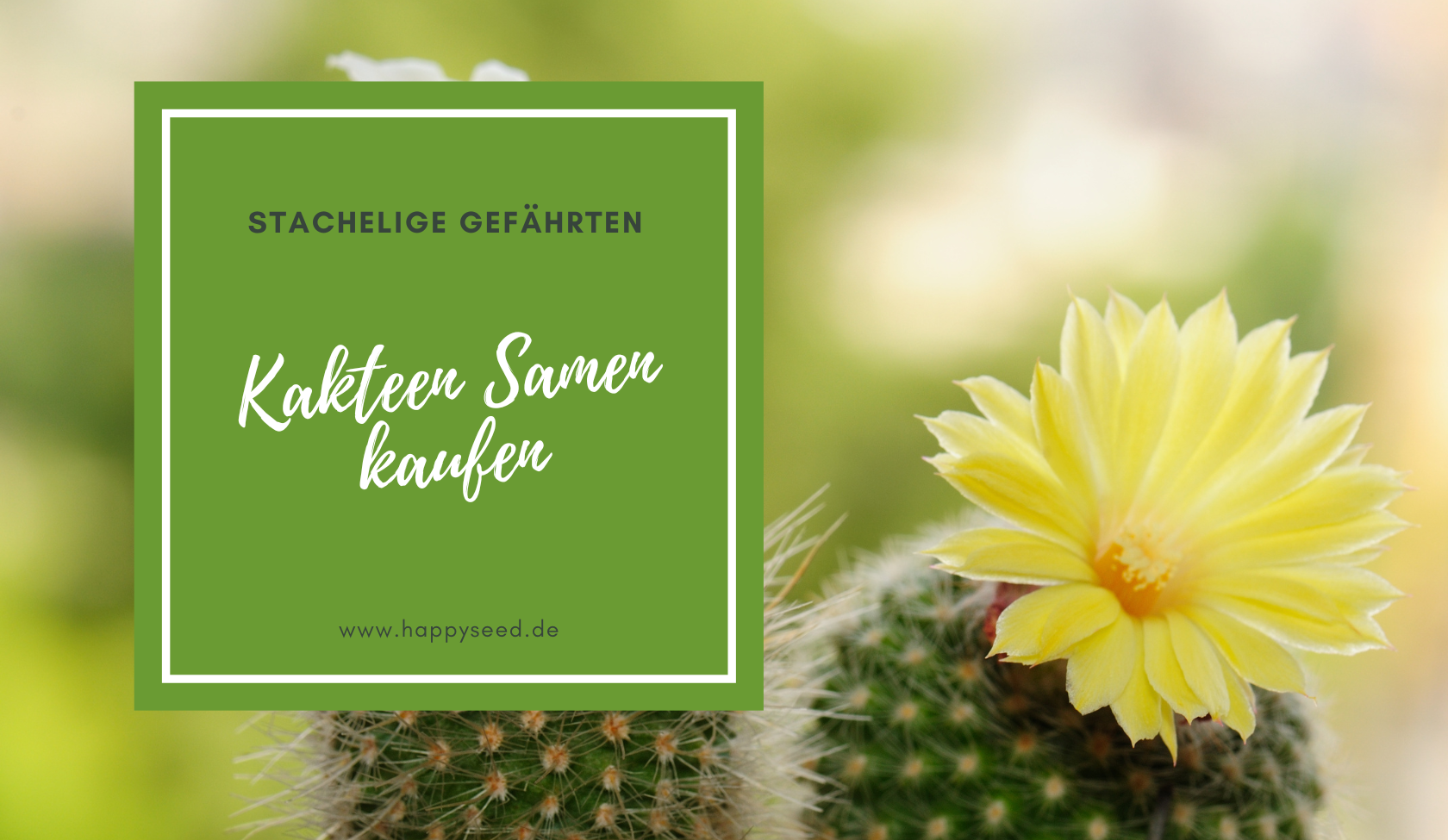 Kakteen Samen kaufen - Finde die perfekten Kaktus Samen  HappySeed
