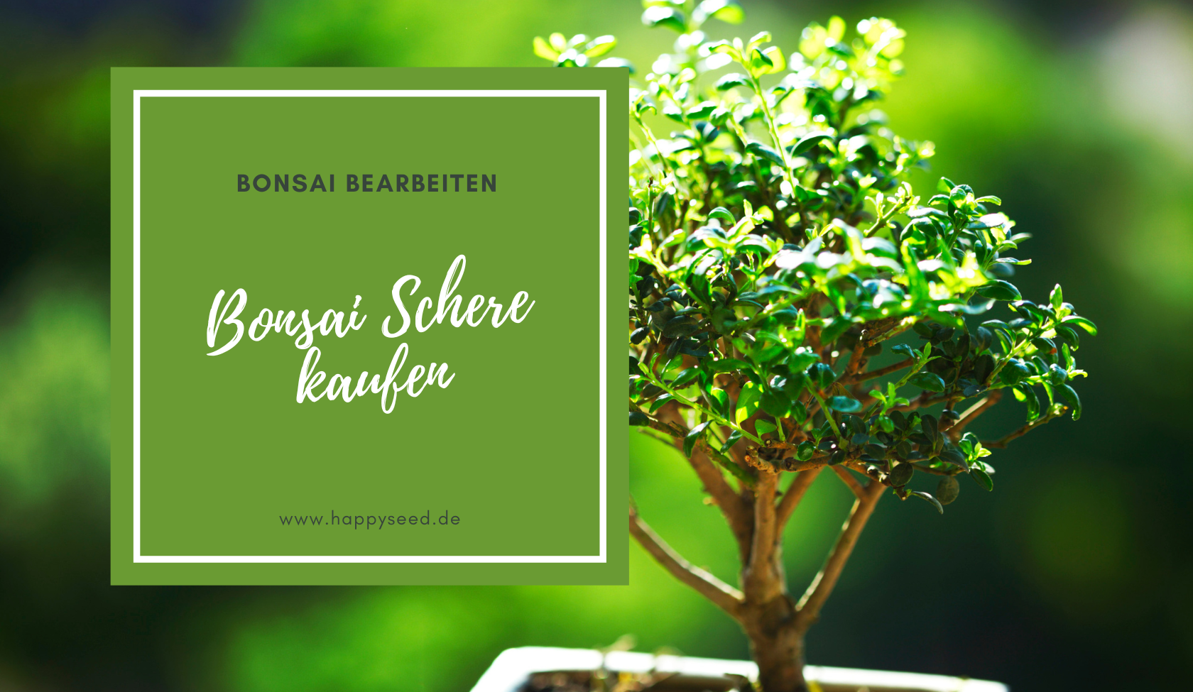 vom samen zum bonsai Seedeo® Mädchenkiefer (Pinus parviflora) Bonsai 15 Samen main image 1