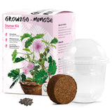 GROW2GO Mimose Starter Kit - Pflanzset aus Mini-Gewächshaus, Mimose Samen & Erde - HappySeed