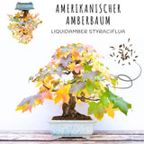 Außergewöhnliche Bonsai Samen mit hoher Keimrate - 5er Set inkl. GRATIS eBook - HappySeed