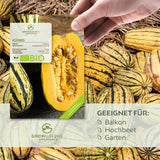 BIO Kürbis Samen (Delicata) - Kürbis Saatgut aus biologischem Anbau (6 Korn) - HappySeed