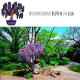 Afrikanischer Blauregen Samen - Bolusanthus speciosus (Bonsai) - HappySeed