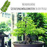 Tamarinde Samen -Tamarindus indica (Bonsai) - HappySeed