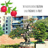 Zwerg Granatapfel Samen -Punica granatum Nana (Bonsai) - HappySeed