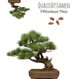 Mittelmeer Pinie Samen - Pinus pinea (Bonsai) - HappySeed