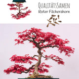 Roter Fächerahorn Samen - Acer palmatum atropurpureum (Bonsai) - HappySeed