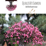 Wüstenrose Samen - Adenium obesum (Bonsai) - HappySeed