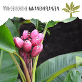Kenia Bananen Samen - Musa velutina - HappySeed