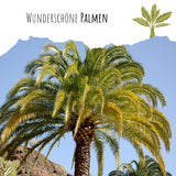 Kanarische Dattelpalme Samen - Phoenix canariensis - HappySeed