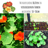 Kapuzinerkresse Samen - Tropaeolum majus - HappySeed