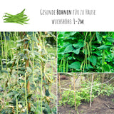 Meterbohne Samen - Vigna unguiculata - HappySeed