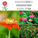 Zinnien Samen - Zinnia (Mix) - HappySeed