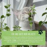 Katzenminze Samen Saatband 80 x 10 cm - Nepeta cataria - HappySeed