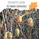 Kiwano / Horngurke Samen - Cucumis metuliferus - HappySeed