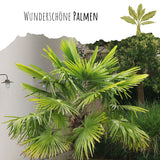 Hanfpalme Samen - Chamaerops excelsa - HappySeed