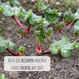 Roter Rhabarber Samen - Rheum rhabarbarum - HappySeed