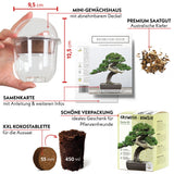 GROW2GO Bonsai Starter Kit inkl. GRATIS eBook - Australische Kiefer - HappySeed