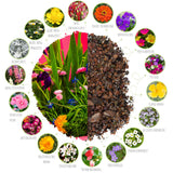 4x Saatteppich mit Blumensamen für den Balkon (Mix) - HappySeed