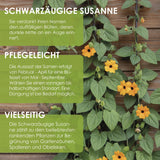 Schwarzäugige Susanne - Thunbergia alata - HappySeed