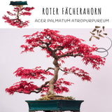 Außergewöhnliche Bonsai Samen mit hoher Keimrate - 5er Set inkl. GRATIS eBook - HappySeed