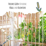 Vogelgras Samen (Phleum pratense)