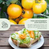 BIO Tomatensamen (Golden Queen) - Tomaten Saatgut aus biologischem Anbau (10 Korn) - HappySeed