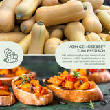 BIO Kürbis Samen (Butternut) - Kürbis Saatgut aus biologischem Anbau (6 Korn) - HappySeed