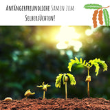 Tamarinde Samen -Tamarindus indica (Bonsai) - HappySeed