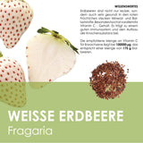 Weiße Erdbeeren Samen - Fragaria (weiß) - HappySeed