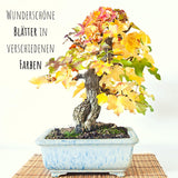 Amerikanischer Amberbaum Samen - Liquidambar styraciflua (Bonsai) - HappySeed