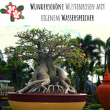 Wüstenrose Samen - Adenium obesum (Bonsai) - HappySeed