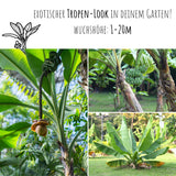 Darjeeling Bananen Samen - Musa sikkimensis - HappySeed