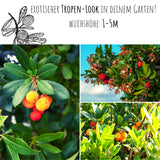 Erdbeerbaum Samen - Arbutus unedo - HappySeed