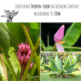 Kenia Bananen Samen - Musa velutina - HappySeed