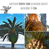 Kanarische Dattelpalme Samen - Phoenix canariensis - HappySeed