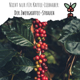 Kaffee Samen - Coffea arabica nana - HappySeed