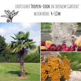 Hanfpalme Samen - Chamaerops excelsa - HappySeed