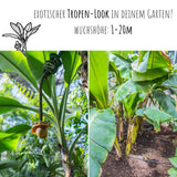 Große Essbanane Samen - Musa x paradisiaca - HappySeed