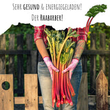 Roter Rhabarber Samen - Rheum rhabarbarum - HappySeed