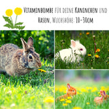 Löwenzahn Samen für Kaninchen - Wildkräuter Saatgut als optimale Futterergänzung - HappySeed