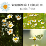 Echte Kamille Samen - Matricaria chamomilla - HappySeed