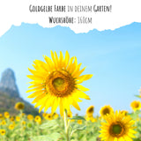 Sonnenblumen Samen - Helianthus annuus (Goldgelb) - HappySeed