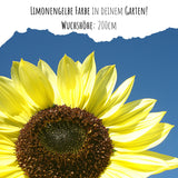 Sonnenblumen Samen - Helianthus annuus (Limonengelb) - HappySeed