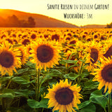 Sonnenblumen Samen - Helianthus annuus (Sanfte Riesen) - HappySeed