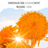 Sonnenblumen Samen - Helianthus annuus (Sonnengold) - HappySeed