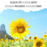 Farbenfrohe Sonnenblumen Samen mit hoher Keimrate - 5er Set - HappySeed